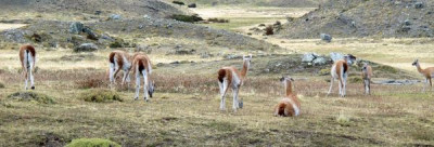 84_Guanacos_fars_2012.jpg