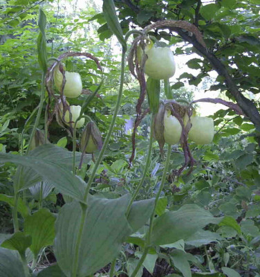 Cypripedium_kentuckienseRimg0418.JPG