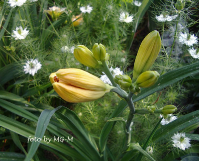Imgp0081.jpg