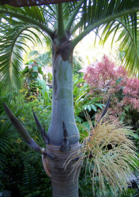 Palmspross.jpg