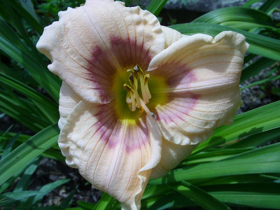 SS850951_ursula_heuss_k.jpg