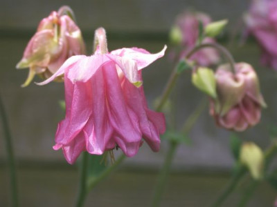 Akelei_rosa002.jpg