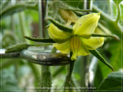 12Dagestanskije_Flower02.jpg