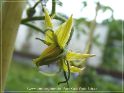 12Rosovij_Slon_Flower01.jpg