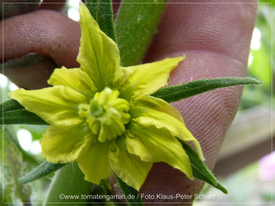 2012_Absinthe_Flower01.jpg