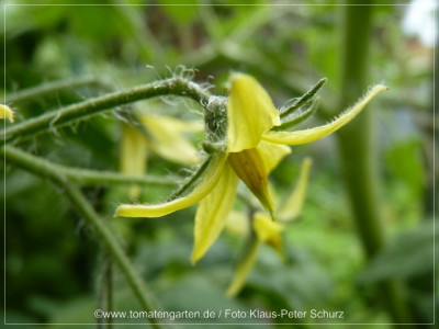 2012_Antho_weiss_Flower02.jpg