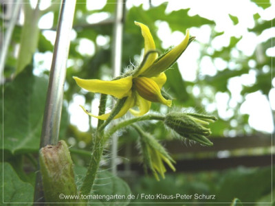 2012_Borodinskije_Flower02.jpg