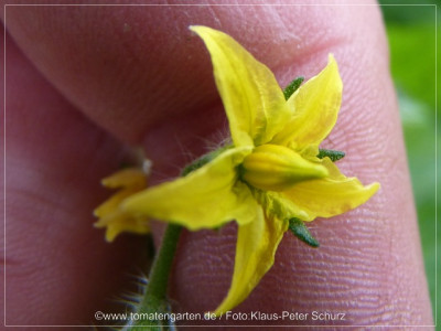 2012_Cooks_Island_Flower01.jpg