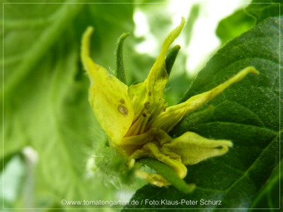 2012_Philona_Flower01.jpg