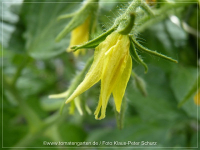 2012_Philona_Flower02.jpg
