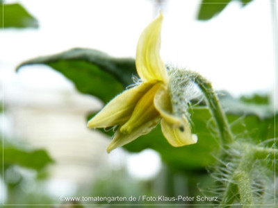 2012_Ping_Pong_Flower01.jpg