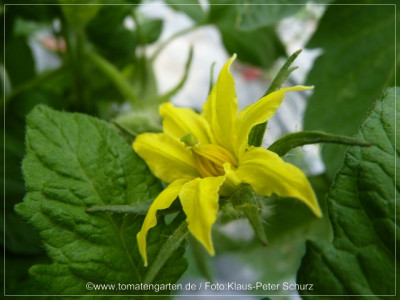 2012_Rasp_Large_Red_Flower01.jpg