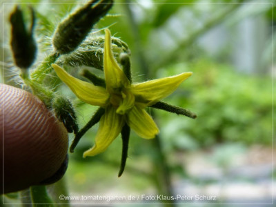 2012_Rose_de_Podlaky_Flower01.jpg