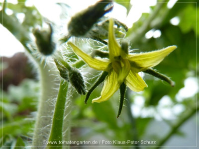 2012_Rose_de_Podlaky_Flower02.jpg