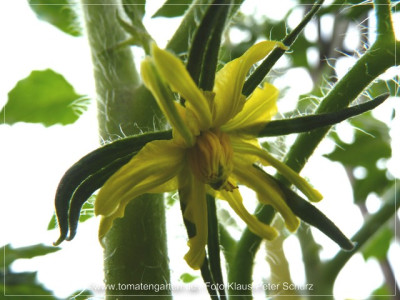 2012_Russian117_Flower01.jpg