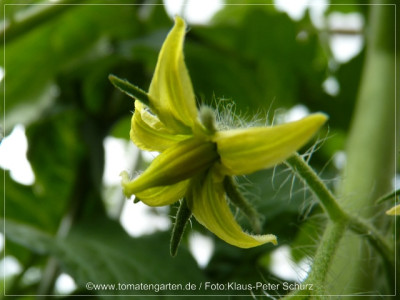 2012_Southport_Flower01.jpg