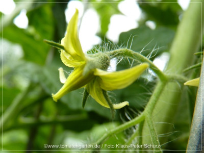 2012_Southport_Flower02.jpg