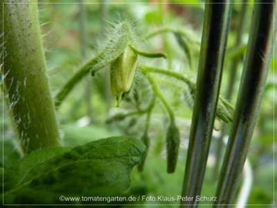 2012Antho_violett_Flower02.jpg