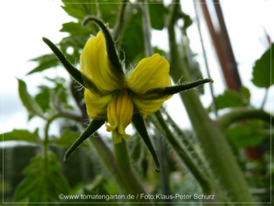 2012Matias_Flower01.jpg