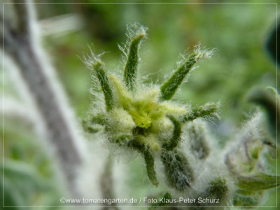 2012Wooly_Typ1_Flower01.jpg