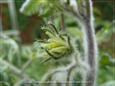 2012Wooly_Typ1_Flower02.jpg