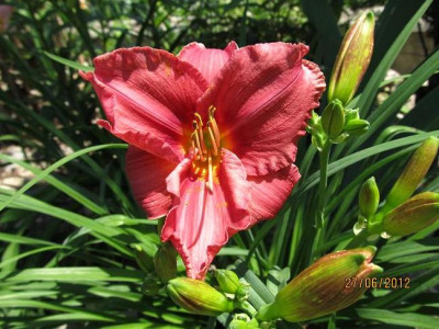Hems_45_004_Rosy_Returns_small.JPG
