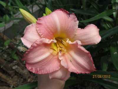 Hems_45_006_Summer_Passion_small.JPG