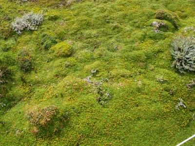 106_Azorella_trifurcata_fars_2012.jpg