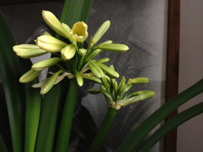 clivia-miniata-citrina_20120627_zg.jpg