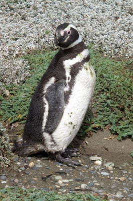 109_Magellan_Pinguin_fars_2012.jpg