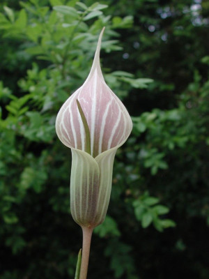 Arisaema_candidissimum.jpg