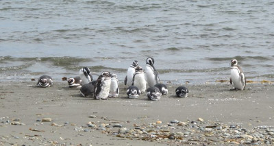 110_Magellan_Pinguine_fars_2012.jpg