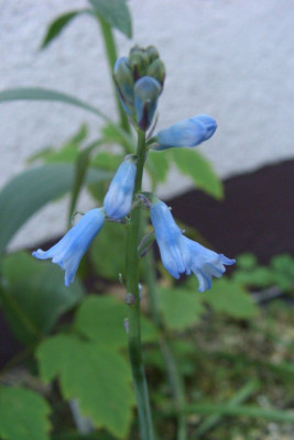 Brimeura_amethystina1.jpg