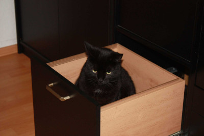 Kistenkatze.jpg