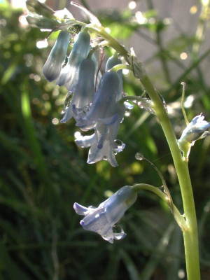 Brimeura_amethystina.jpg