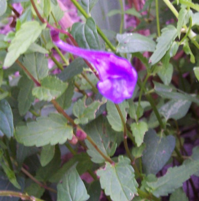 Juni_12_077_Scutellaria.jpg