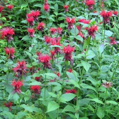 Monarda_didyma_Cambridge_Scarlet_3.jpg