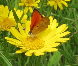 Dukatenfalter_120627.jpg