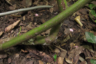 Pilzcornus.jpg