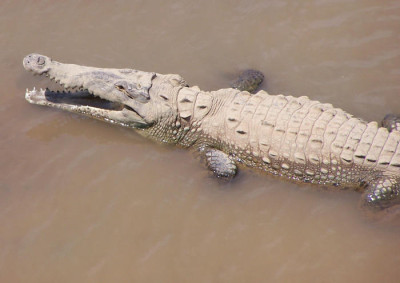 Spitzkroko.jpg
