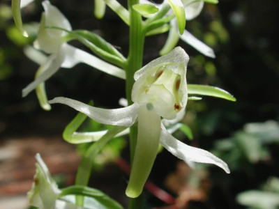 Plathanthera_chlorantha.jpg