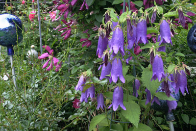 Campanula_Sarastro_0110a.jpg