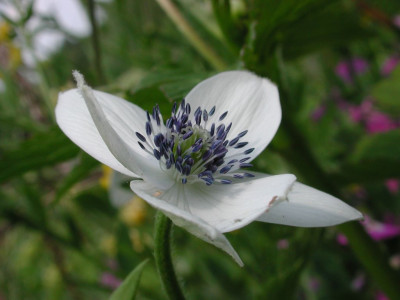 Anemone_rivularis001.jpg