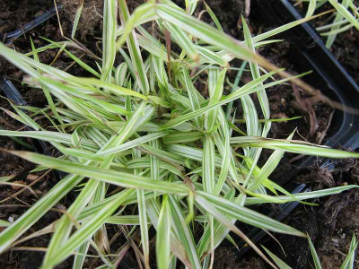 Fubuki_28.6.12_ue.jpg