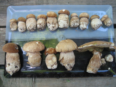 Sommersteinpilze_612.jpg