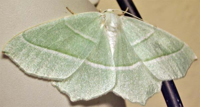2005-06-02-Campaea_margaritata.jpg