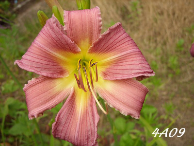 4a09_SS851016_k.jpg
