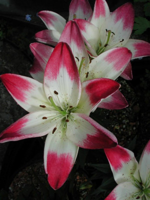 Lilium_Lollipop.jpg