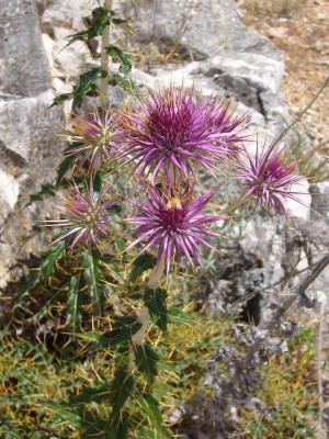 P1020268_800x800_80KB.jpg