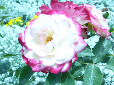 P1020380_800x800_80KB.jpg